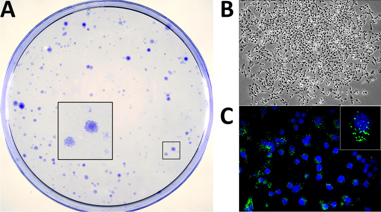 FIG 1