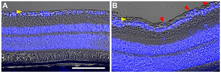 Figure 15.