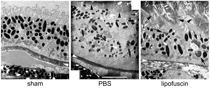 Figure 13.