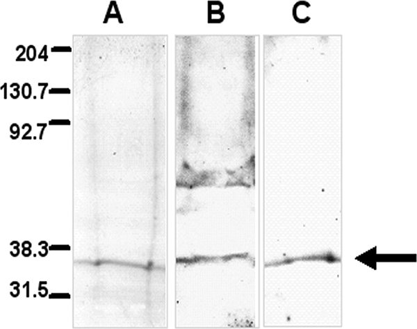 FIG. 5.