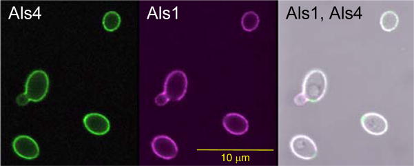 Fig. 7