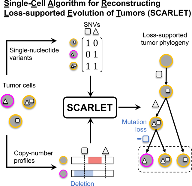 graphic file with name nihms-1587836-f0005.jpg