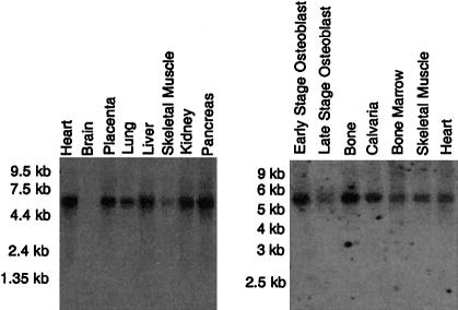 Figure  5