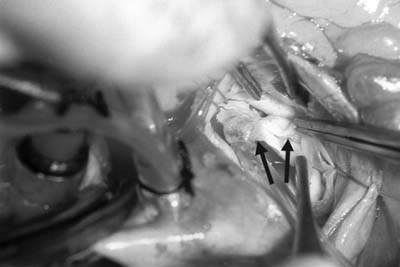 graphic file with name 24FF2.jpg