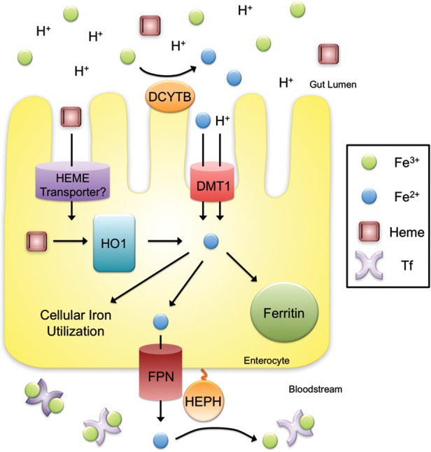 FIGURE 2: