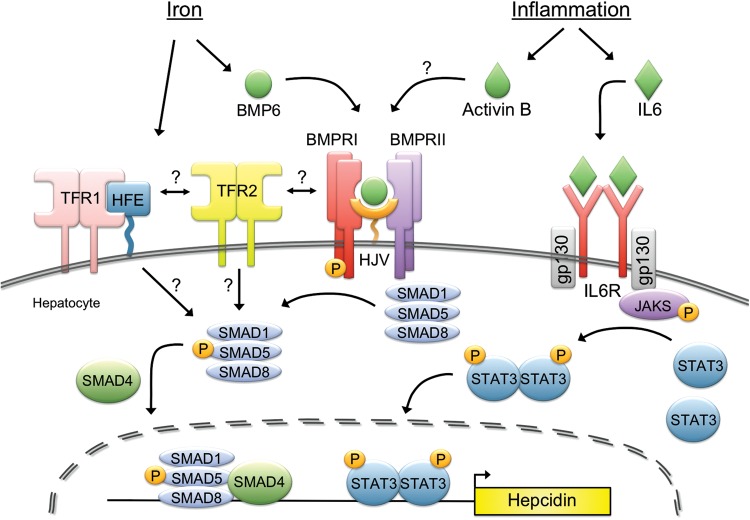 FIGURE 3: