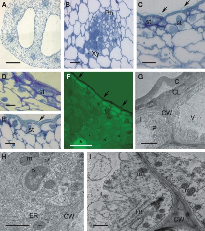 Fig. 14.