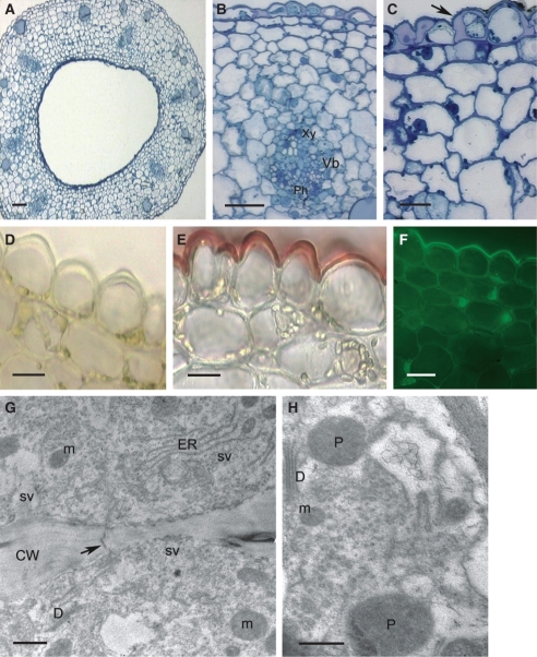 Fig. 12.