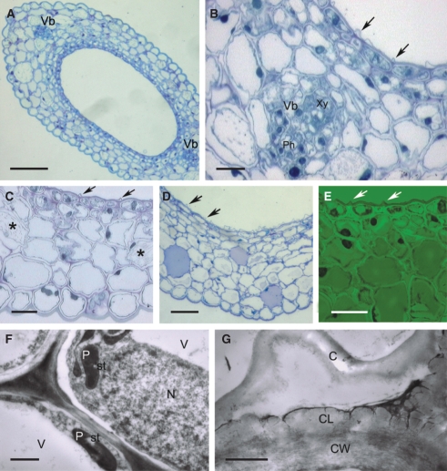 Fig. 10.