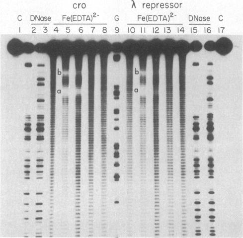 graphic file with name pnas00319-0124-a.jpg