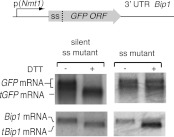 Figure 3—figure supplement 1.