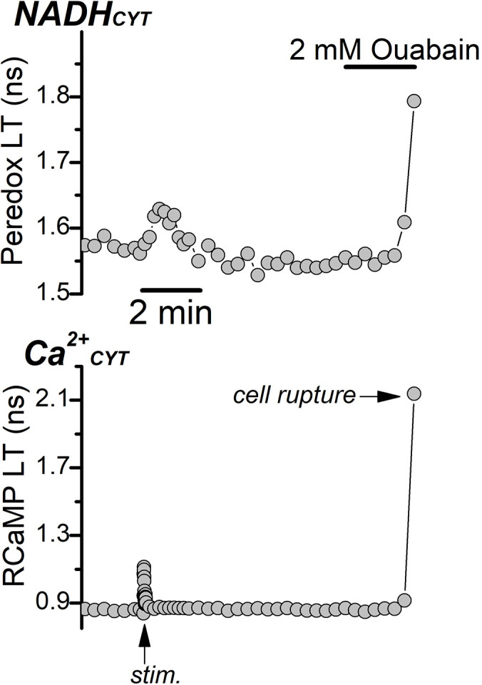 Figure 3—figure supplement 1.