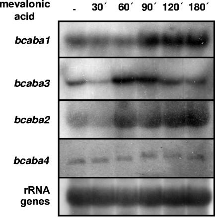 FIG. 2.