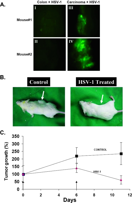 FIG. 7.