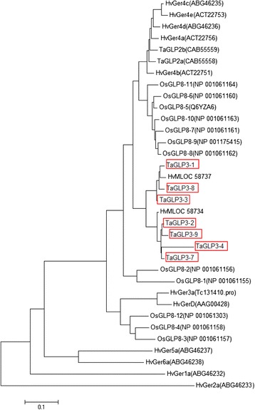 Major haplotype divergence including multiple germin-like protein genes ...