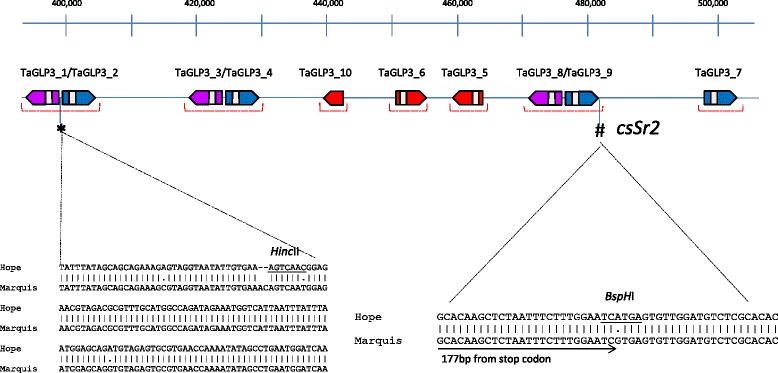 Major haplotype divergence including multiple germin-like protein genes ...