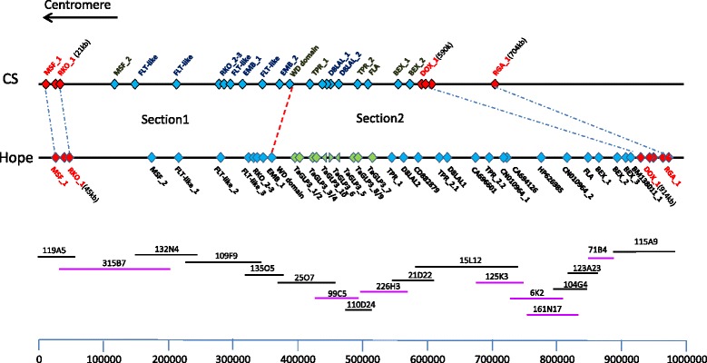 Major haplotype divergence including multiple germin-like protein genes ...