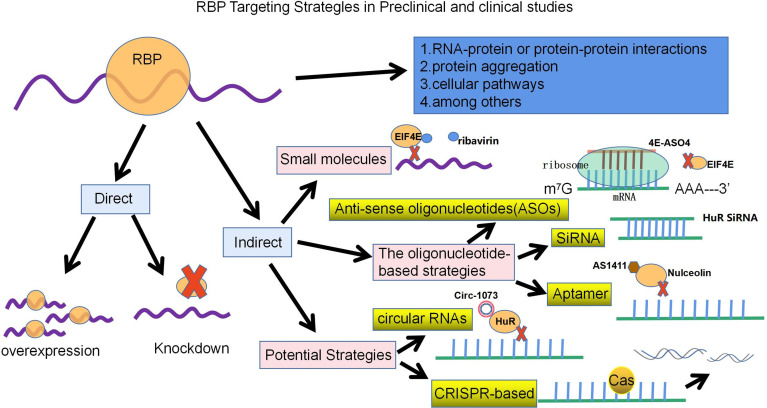 The Function And Regulatory Mechanism Of Rna-binding Proteins In Breast 