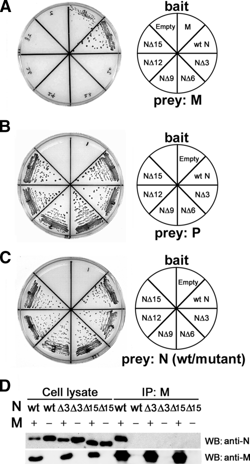 FIG. 1.