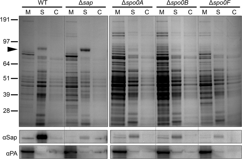 FIG 2