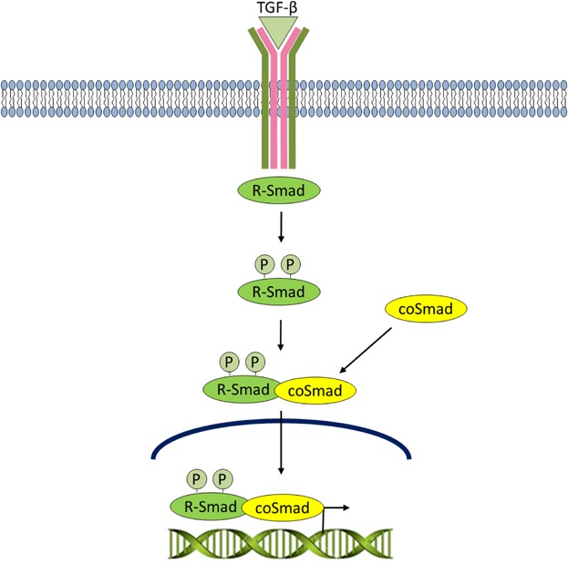 Fig 5