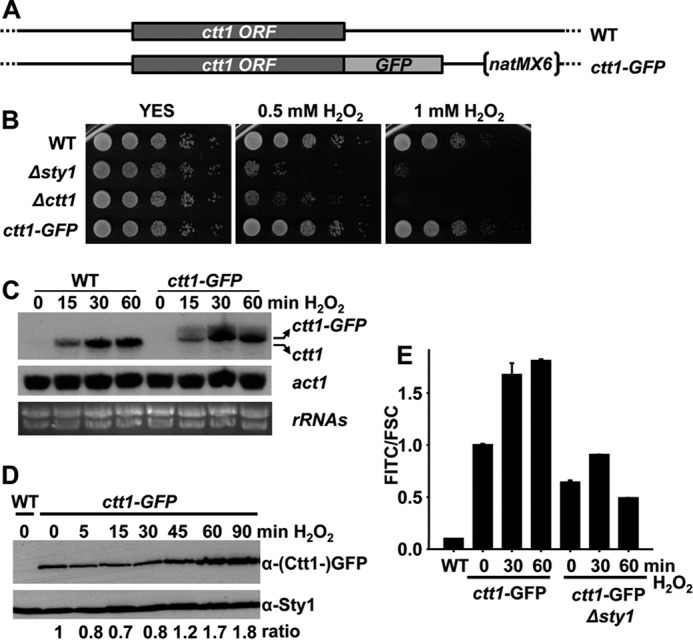 FIGURE 1.