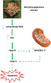 Fig. 10