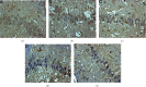 Figure 21
