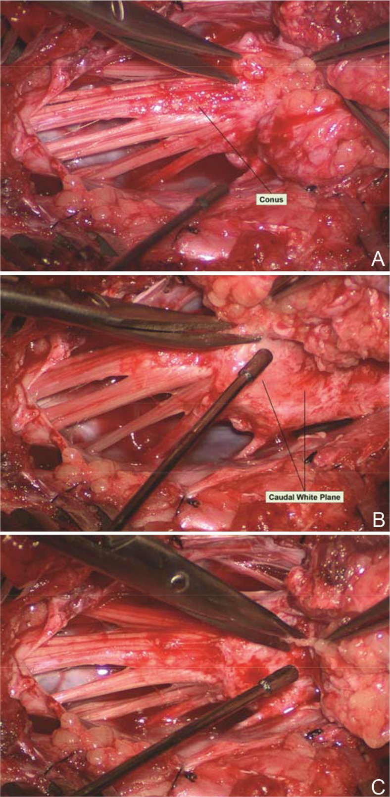 Fig. 31