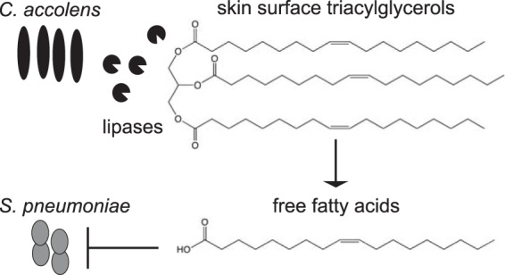 FIG 6 