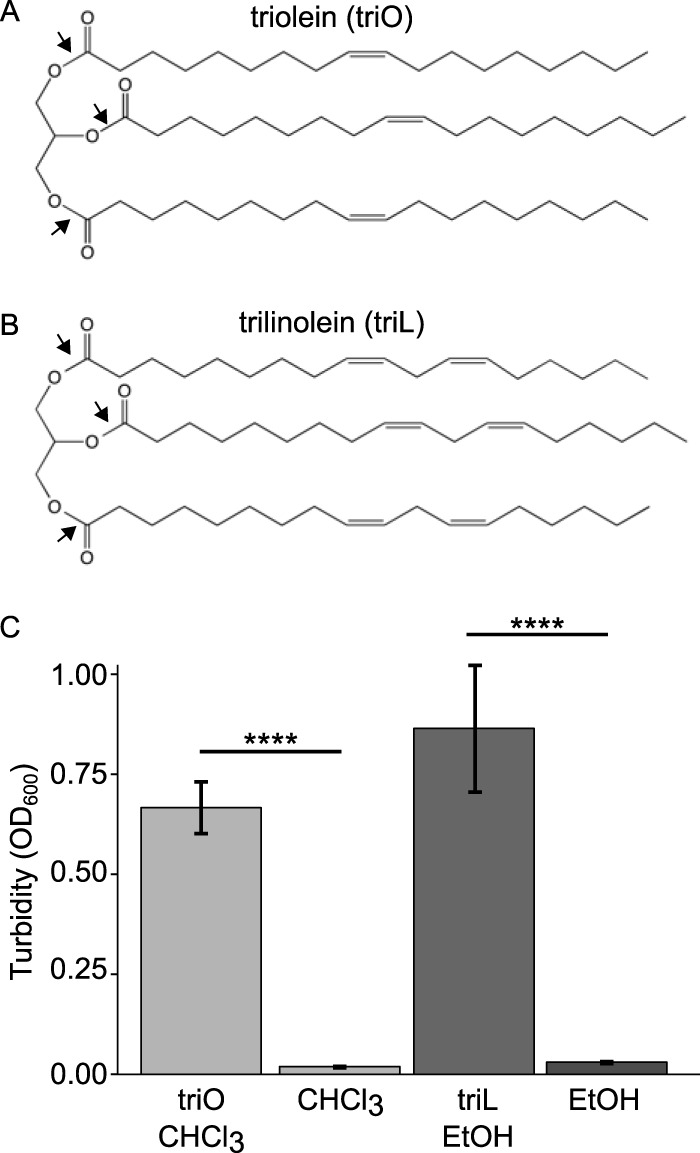 FIG 2 