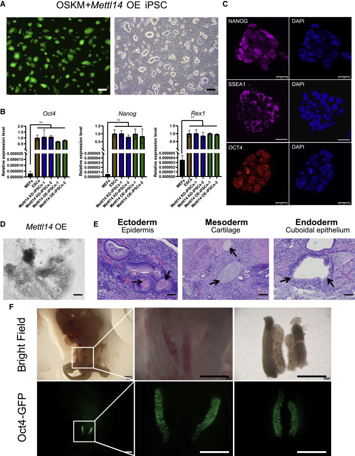 Figure 2