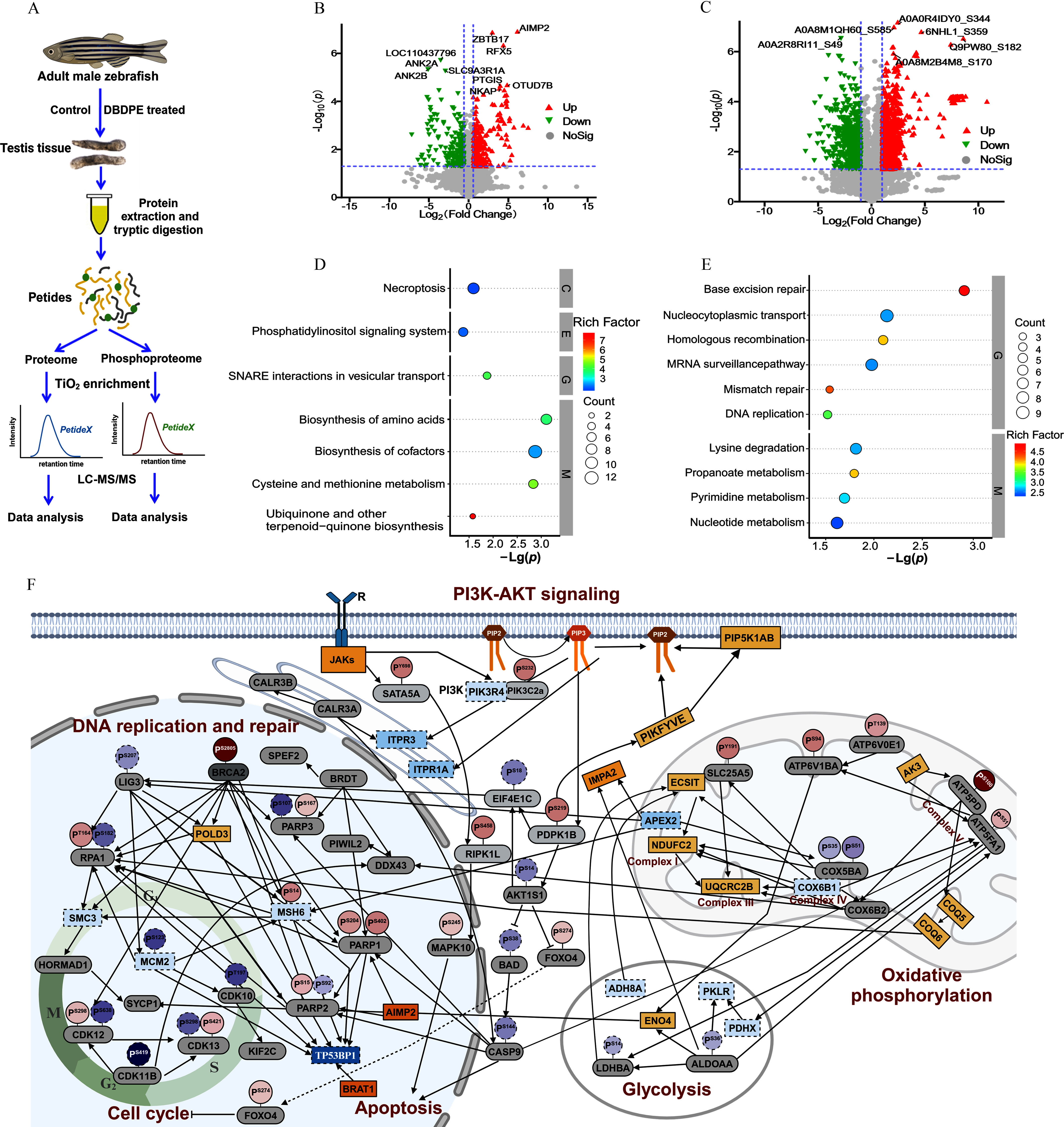 Figure 4A depicts a schematic illustration flowchart with five steps. Step 1: Adult male zebrafish treated with control or decabromodiphenyl ethane produced testis tissue. Step 2: Protein extraction from testicular tissue was followed by tryptic digestion. Step 3: Protein extraction and tryptic digestion resulted in Peptides. Step 4: Peptides resulted in the proteome and phosphoproteome. Step 5: Data analysis was performed on the proteome and phosphoproteome using titanium dioxide enrichment and liquid chromatography-tandem mass spectrometry. Figure 4B and 4C are volcano plots, plotting negative log to the base 10 (lowercase p), ranging from 0 to 6 in increments of 2 (y-axis) across log to the base 2 (fold change), ranging from negative 15 to 15 in increments of 5 and negative 10 to 10 in increments of 5 (x-axis) for up, down, and no significance. Figures 4D and 4E are dot plots, plotting ubiquinone and other terpenoid-quinone biosynthesis, cysteine and methionine metabolism, biosynthesis of cofactors, and biosynthesis of amino acids under M, S N A R E interactions in vesicular transport under G, phosphatidylinositol signaling system under E, and necroptosis under C; and nucleotide metabolism, pyrimidine metabolism, propanoate metabolism, lysine degradation under M, DNA replication, mismatch repair, MRNA surveillance pathway, homologous recombination, nucleocytoplasmic transport, and base excision repair under G (y-axis) across negative log (lowercase italic p), ranging from 1.5 to 3.0 in increments of 0.5 (x-axis). A scale depicts rich factor ranging from 3 to 7 in unit increments and 2.5 to 4.5 in increments of 0.5. A scale depicts count ranging from 2 to 12 in increments of 2, and 3 to 9 in unit increments, respectively. Figure 4F depicts a protein-protein interaction network for the PI3K-AKT signaling pathway, which includes DNA replication and repair, cell cycle, apoptosis, glycolysis, and oxidative phosphorylation.