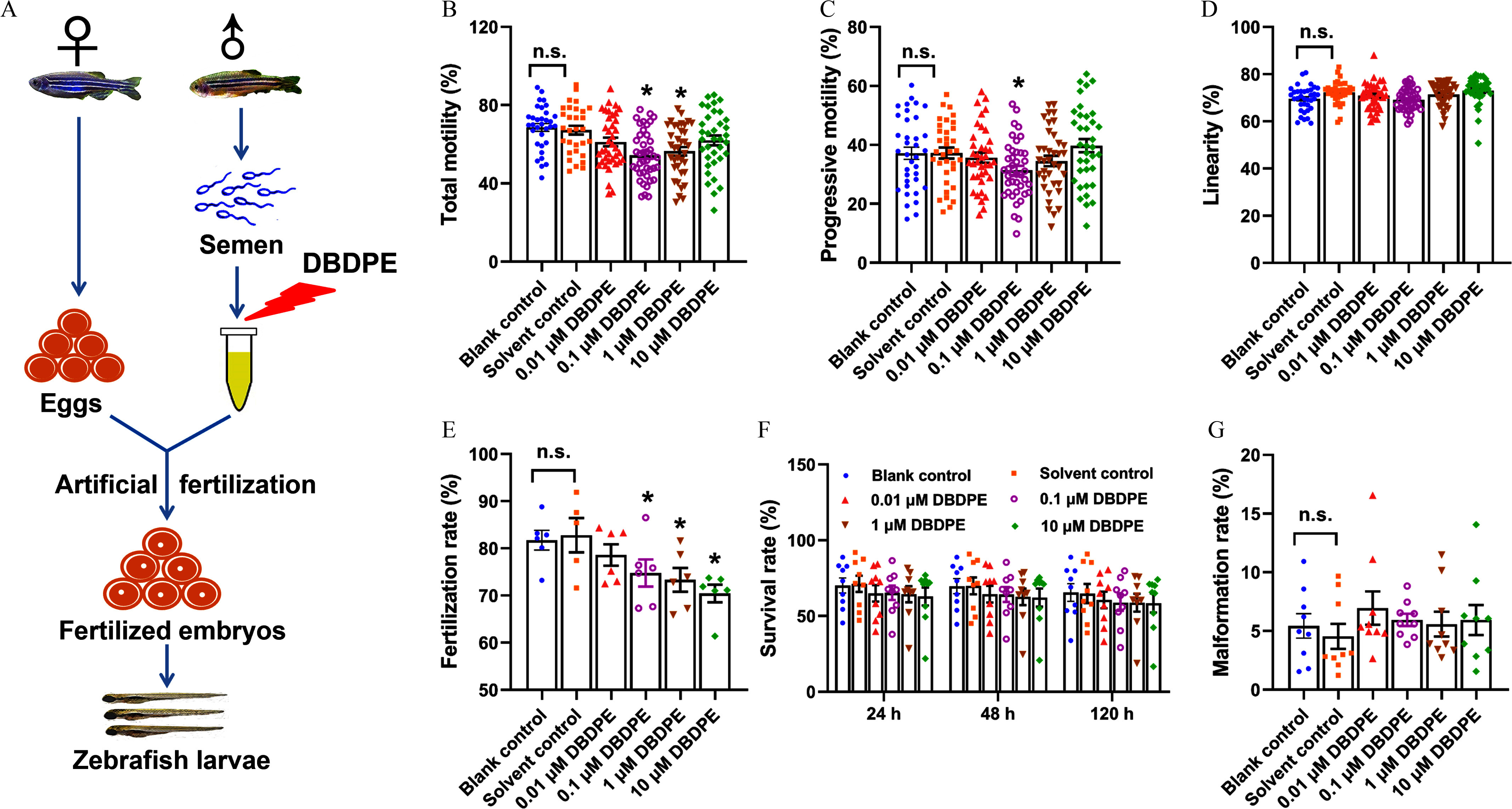 Figure 1A is a schematic illustration flowchart with three steps. Step 1: Female zebrafish lays eggs and male zebrafish has decabromodiphenyl ethane-exposed sperm. This led to artificial fertilization. Step 2: Artificial fertilization led to fertilized embryos. Step 3: Fertilized embryos led to zebrafish larvae. Figures 1B, 1C, 1D, 1E, and 1G are bar graphs, plotting total mobility (percentage), ranging from 0 to 120 in increments of 40; progressive mobility (percentage), ranging from 0 to 80 in increments of 20; linearity (percentage), ranging from 0 to 100 in increments of 20; fertilization rate (percentage), ranging from 50 to 100 in increments of 10; and malformation rate (percentage), ranging from 0 to 20 in increments of 5 (y-axis) across blank control, solvent control, 0.01 micromolar decabromodiphenyl ethane, 0.1 micromolar decabromodiphenyl ethane, 1 micromolar decabromodiphenyl ethane, and 10 micromolar decabromodiphenyl ethane (x-axis). Figure 1F is a clustered bar graph, plotting survival rate (percentage), ranging from 0 to 150 in increments of 50 (y-axis) across 24 hours, 48 hours, and 120 hours (x-axis) for blank control, solvent control, 0.01 micromolar decabromodiphenyl ethane, 0.1 micromolar decabromodiphenyl ethane, 1 micromolar decabromodiphenyl ethane, and 10 micromolar decabromodiphenyl ethane.