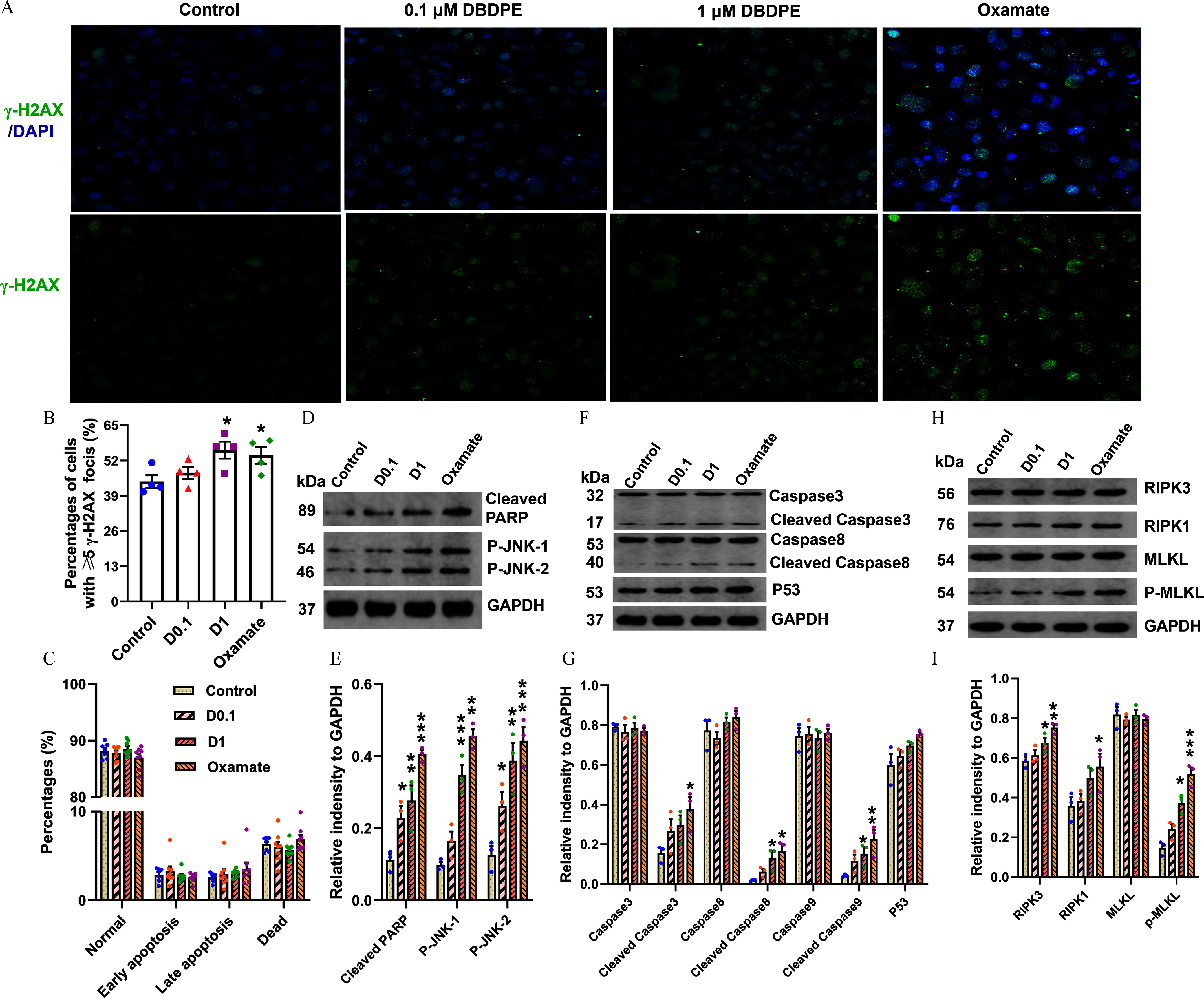 Figure 8A is a stained tissue displaying four columns, namely, control, 0.1 decabromodiphenyl ethane, 1 decabromodiphenyl ethane, and oxamate, and two rows, namely, lowercase gamma-H 2 A X to 4 prime,6-diamidino-2 prime phenylindole, and lowercase gamma-H 2 A X. Figure 8B is a bar graph, plotting percentage of cells with greater than or equal to 5 lowercase gamma H 2 A X foci (percentage), ranging from 0 to 65 in increments of 13 (y-axis) across control, 0.1 decabromodiphenyl ethane, 1 decabromodiphenyl ethane, oxamate (x-axis). Figures 8C, 8E, 8G, 8I are clustered bar graphs, plotting percentage, ranging from 0 to 10 in increments of 10 and 80 to 100 in increments of 10; relative intensity to glyceraldehyde-3-phosphate dehydrogenase, ranging from 0.0 to 0.6 in increments of 0.2; relative intensity to glyceraldehyde-3-phosphate dehydrogenase, ranging from 0.0 to 1.0 in increments of 0.2; and relative intensity to glyceraldehyde-3-phosphate dehydrogenase, ranging from 0.0 to 1.0 in increments of 0.2 (y-axis) across normal, early apoptosis, late apoptosis, dead; cleaved P A R P, P-J N K-1, P-J N K-2; caspase 3, cleaved caspase 3, caspase 8, cleaved caspase 8, caspase 9, cleaved caspase 9, P 53; and R I P K 3, R I P K 1, M L K L, and p-M L K L (x-axis) for control, 0.1 decabromodiphenyl ethane, 1 decabromodiphenyl ethane, oxamate. Figure 8D is a Western blot with four columns, namely, control, 0.1 decabromodiphenyl ethane, 1 decabromodiphenyl ethane, and oxamate, and four rows, namely, 89 kilodalton under cleaved P A R P, 54 kilodalton under P-J N K-1, 46 kilodalton under P-J N K-2, and 37 kilodalton under glyceraldehyde-3-phosphate dehydrogenase. Figure 8F is a Western blot with four columns, namely, control, 0.1 decabromodiphenyl ethane, 1 decabromodiphenyl ethane, and oxamate, and six rows, namely, 32 kilodalton under caspase 3, 17 kilodalton under cleaved caspase 3; 53 kilodalton under caspase 8; 40 kilodalton under cleaved caspase 8; 53 kilodalton under P 53, and 37 kilodalton under glyceraldehyde-3-phosphate dehydrogenase. Figure 8H is a Western blot with four columns, namely, control, 0.1 decabromodiphenyl ethane, 1 decabromodiphenyl ethane, and oxamate, and five rows, namely, 56 kilodalton under R I P K 3, 76 kilodalton under R I P K 1, 54 kilodalton under M L K L, 54 kilodalton under P-M L K L, and 37 kilodalton under glyceraldehyde-3-phosphate dehydrogenase.
