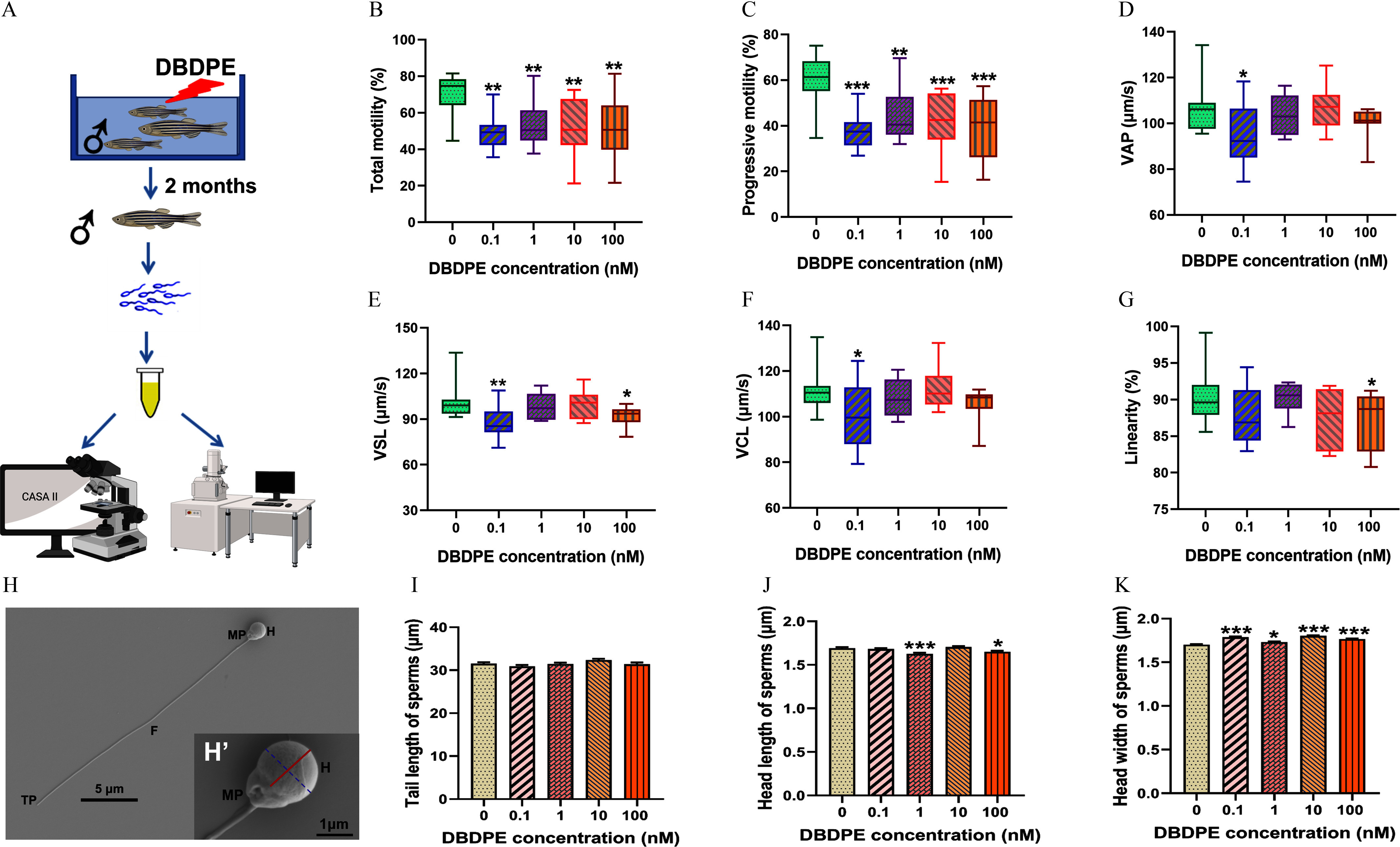 Figure 2A depicts a schematic illustration flowchart with three steps. Step 1: The male zebrafish were subjected to decabromodiphenyl ethane. Step 2: After two months exposure, sperm were collected from the male zebrafish. Step 3: Spermatozoa motility and ultrastructural imaging were performed on zebrafish sperm. Figures 2B to 2G are box and whiskers plots, plotting total motility (percentage), ranging from 0 to 100 in increments of 20; progressive motility (percentage), ranging from 0 to 80 in increments of 20; average path velocity (micrometers per second), ranging from 60 to 140 in increments of 20; straight-line velocity (micrometers per second), ranging from 30 to 150 in increments of 30; curvilinear velocity (micrometers per second), ranging from 60 to 140 in increments of 20; and Linearity (percentage), ranging from 75 to 100 in increments of 5 (y-axis) across decabromodiphenyl ethane concentration (nanomolar), ranging from 0 to 0.1 in increments of 0.1, 0.1 to 1 in increments of 0.9, 1 to 10 in increments of 9, and 10 to 100 in increments of 90 (x-axis). Figure 2H displays a microscopic image of typical spermatozoa morphology with a scale bar of 5 micrometers. At the bottom-right, (H prime) displays an enlarged view of a typical zebrafish spermatozoa head with a scale bar of 1 micrometer. The solid line represents the head length, and the dotted line represents the head width. Figures 2I to 2K are bar graphs, plotting tail length of sperm (micrometers), ranging from 0 to 40 in increments of 10; head length of sperm (micrometers), ranging from 0.0 to 2.0 in increments of 0.5; and head width of sperm (micrometers), ranging from 0.0 to 2.0 in increments of 0.5 (y-axis) across decabromodiphenyl ethane concentration (nanomolar), ranging from 0 to 0.1 in increments of 0.1, 0.1 to 1 in increments of 0.9, 1 to 10 in increments of 9, and 10 to 100 in increments of 90 (x-axis).