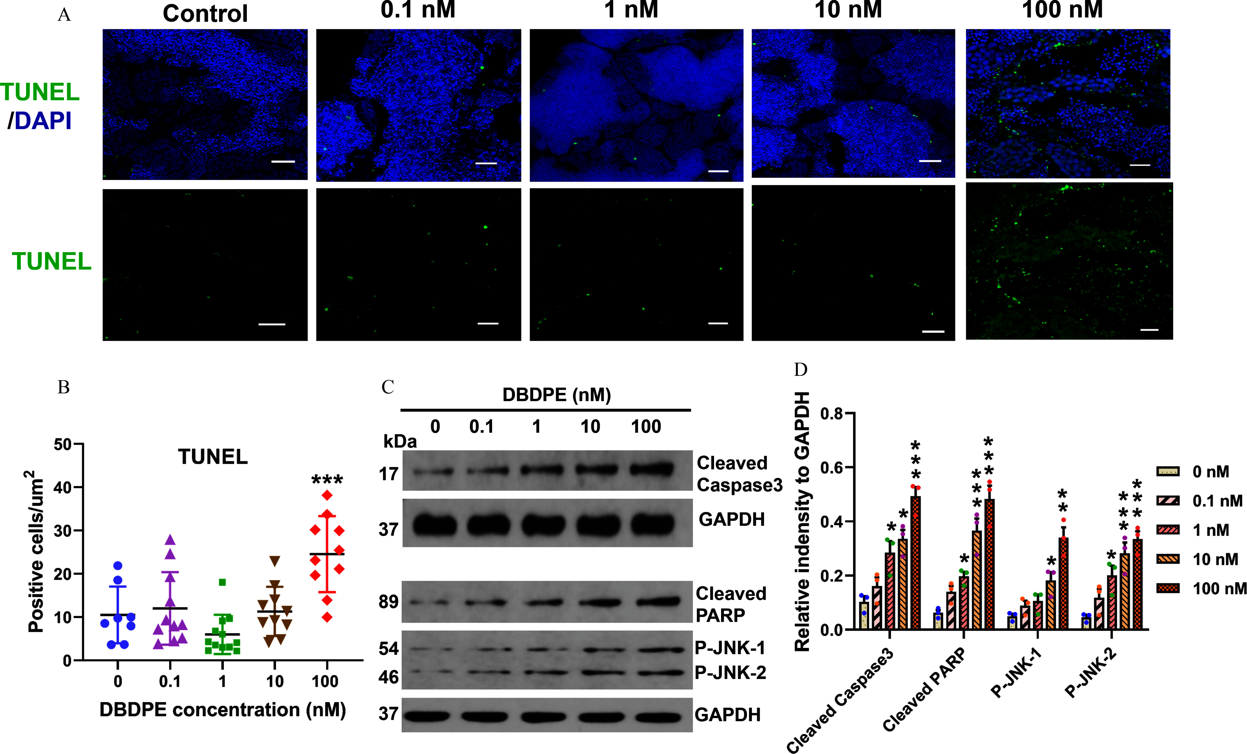 Figure 6A is a stained tissue displaying five columns, namely, control, 0.1 nanomolar, 1 nanomolar, 10 nanomolar, and 100 nanomolar, and two rows, namely, T U N E L to 4 prime,6-diamidino-2 prime phenylindole, and T U N E L. Figure 6B is an error bar graph, plotting positive cells per micrometer squared, ranging from 0 to 50 in increments of 10 (y-axis) across decabromodiphenyl ethane concentration (nanomolar), ranging from 0 to 0.1 in increments of 0.1, 0.1 to 1 in increments of 0.9, 1 to 10 in increments of 9, and 10 to 100 in increments of 90 (x-axis) for T U N E L. Figure 6C is a Western blot displaying five columns, namely 0, 0.1, 1, 10, and 100 under decabromodiphenyl ethane (nanomolar), and six rows, namely, 17 kilodalton under cleaved caspase 3, 37 kilodalton under glyceraldehyde-3-phosphate dehydrogenase, 89 kilodalton under cleaved P A R P, 54 kilodalton under P-J N K-1, 46 kilodalton under P-J N K-2, and 37 kilodalton under glyceraldehyde-3-phosphate dehydrogenase. Figure 6D is a clustered bar graph, plotting relative intensity to glyceraldehyde-3-phosphate dehydrogenase, ranging from 0.0 to 0.8 in increments of 0.2 (y-axis) across cleaved caspase 3, cleaved P A R P, P-J N K-1, and P-J N K-2 (x-axis) for 0 nanomolar, 0.1 nanomolar, 1 nanomolar, 10 nanomolar, and 100 nanomolar.