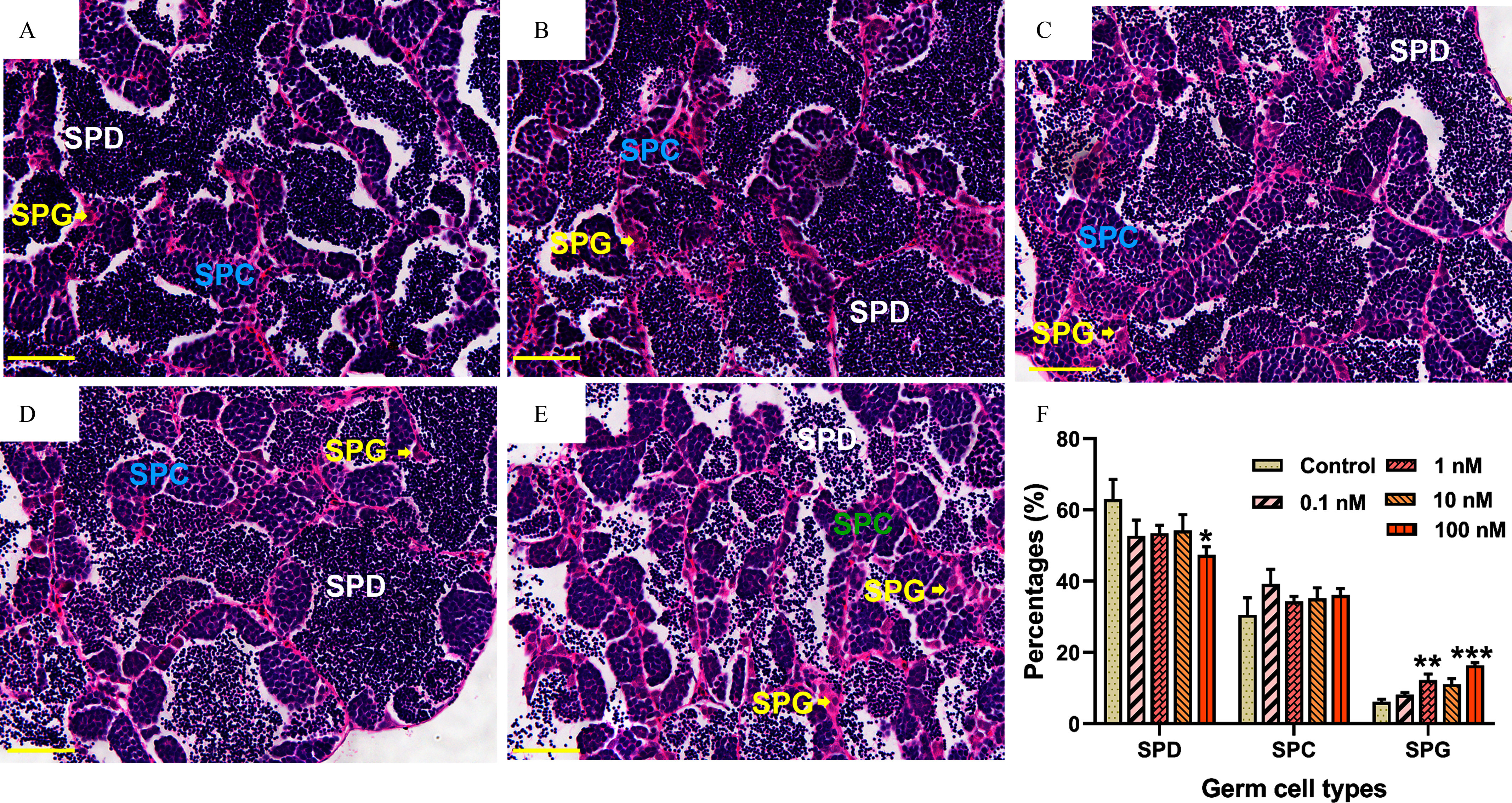 Figures 3A to 3E depict stained tissues illustrating hematoxylin and eosin-stained sections of testes with scale bars of 50 micrometers, which include spermatogonia, spermatocytes, and spermatozoa. Figure 3F is a clustered bar graph, plotting percentages, ranging from 0 to 80 in increments of 20 (y-axis) across germ cell types, including spermatozoa, spermatocytes, and spermatogonia (x-axis) for control, 0.1 nanomolar, 1 nanomolar, 10 nanomolar, and 100 nanomolar.