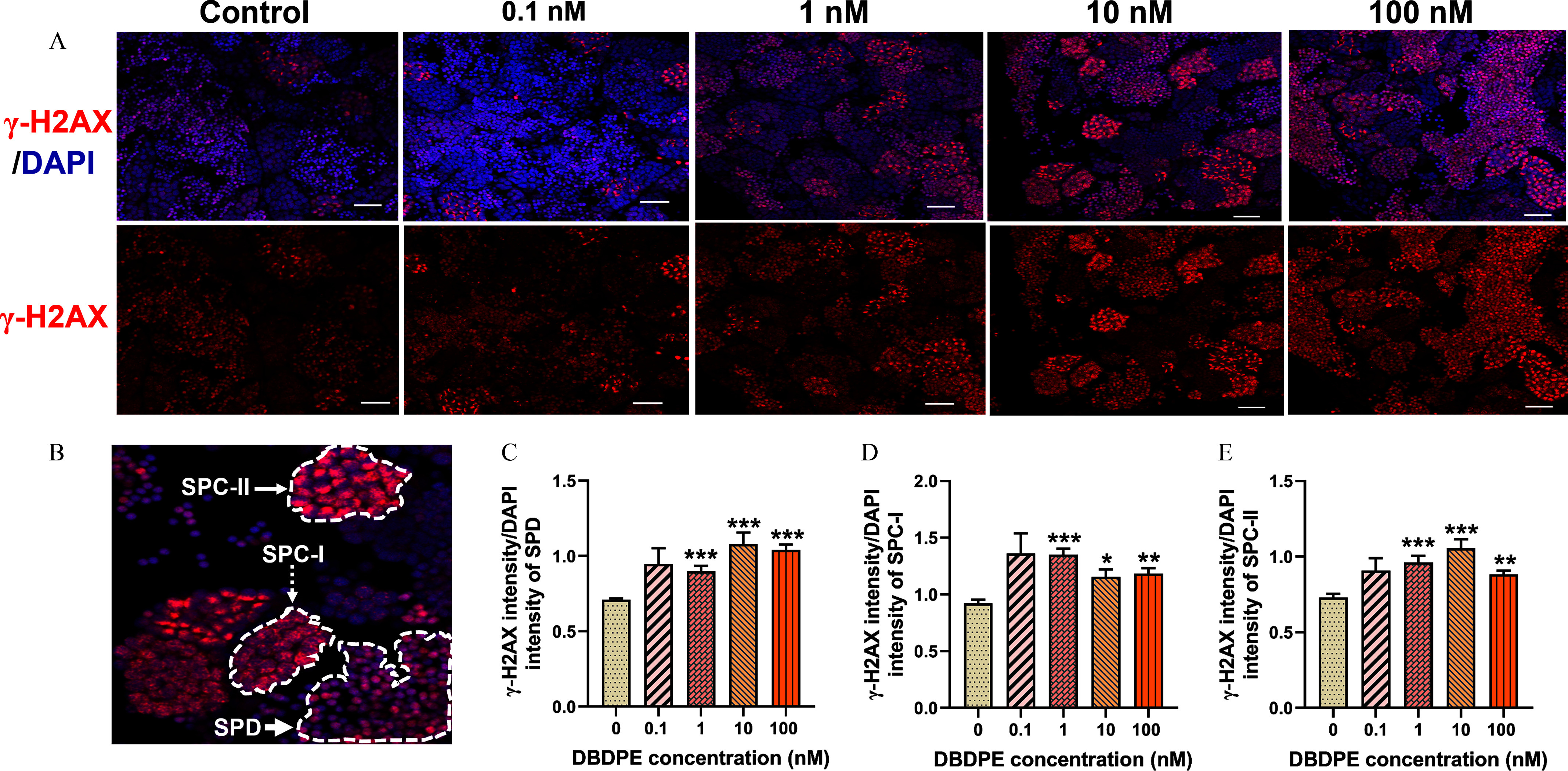 Figure 5A is a stained tissue displaying five columns, namely, control, 0.1 nanomolar, 1 nanomolar, 10 nanomolar, and 100 nanomolar, and two rows, namely, lowercase gamma-H 2A X to 4 prime,6-diamidino-2 prime phenylindole, and lowercase gamma-H 2 A X. Figure 5B depicts a stained tissue with positive signals in spermatozoa, spermatocytes 1, and spermatocytes 2. Figures 5C to 5E are bar graphs, plotting lowercase gamma-H 2 A X intensity per 4 prime,6-diamidino-2 prime phenylindole intensity of spermatozoa, ranging from 0.0 to 1.5 in increments of 0.5; lowercase gamma-H 2 A X intensity per 4 prime,6-diamidino-2 prime phenylindole intensity of spermatocytes 1, ranging from 0.0 to 2.0 in increments of 0.5; and lowercase gamma-H 2 A X intensity per 4 prime,6-diamidino-2 prime phenylindole intensity of spermatocytes 2, ranging from 0.0 to 1.5 in increments of 0.5 (y-axis) across decabromodiphenyl ethane concentration (nanomolar), ranging from 0 to 0.1 in increments of 0.1, 0.1 to 1 in increments of 0.9, 1 to 10 in increments of 9, and 10 to 100 in increments of 90 (x-axis).