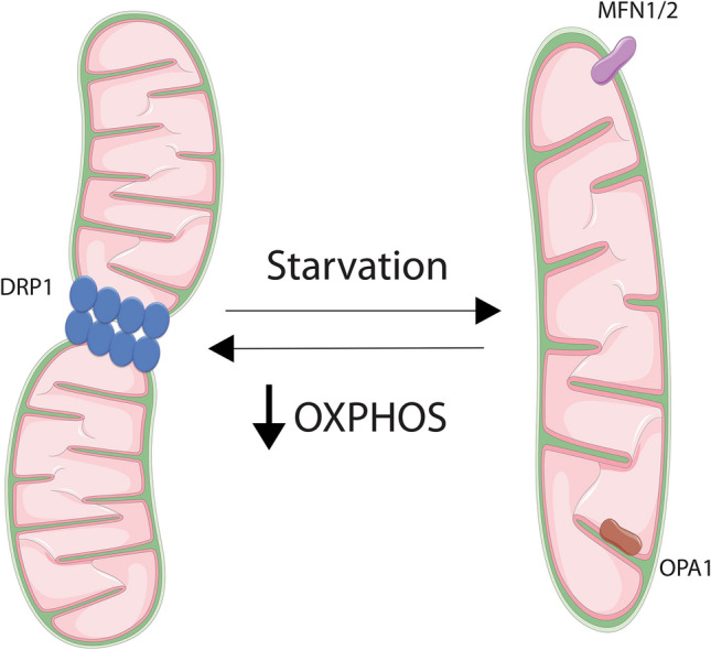 Fig. 2