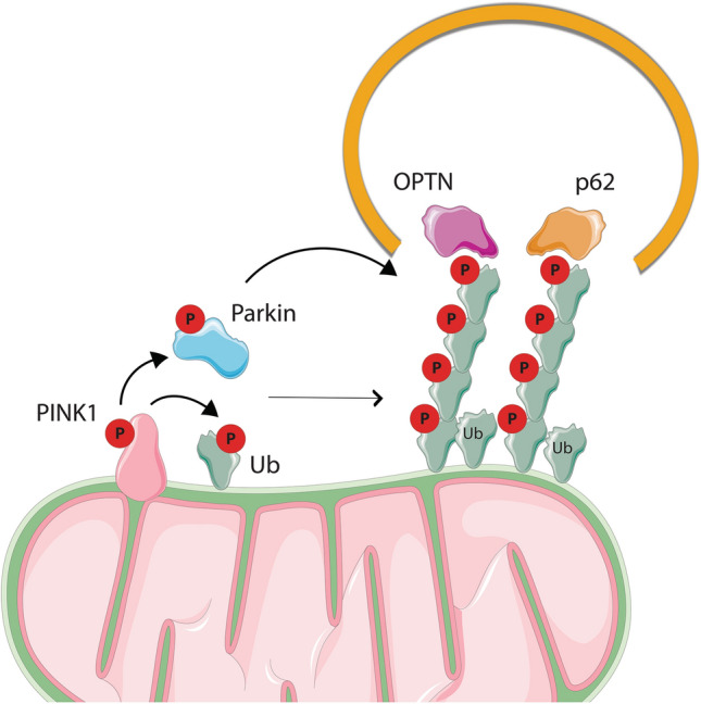 Fig. 3