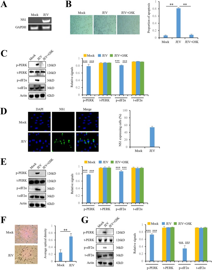 FIG 1