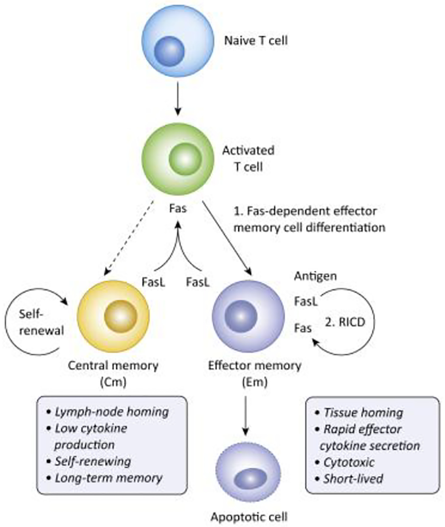 Figure 3: