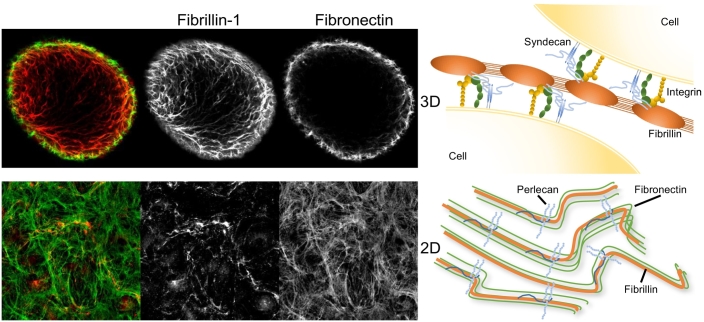 The role of fibrillin and microfibril binding proteins in elastin and ...