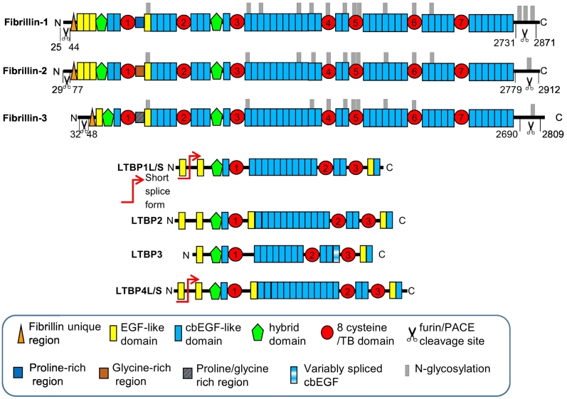 The role of fibrillin and microfibril binding proteins in elastin and ...