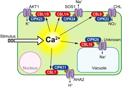 Figure 4.