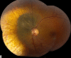 Fig. 8