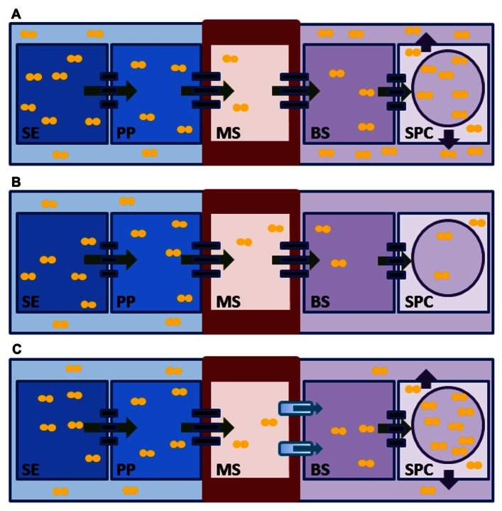 FIGURE 1