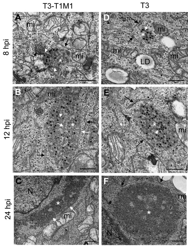 FIG 1 