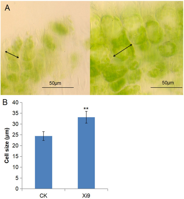 Fig. 7